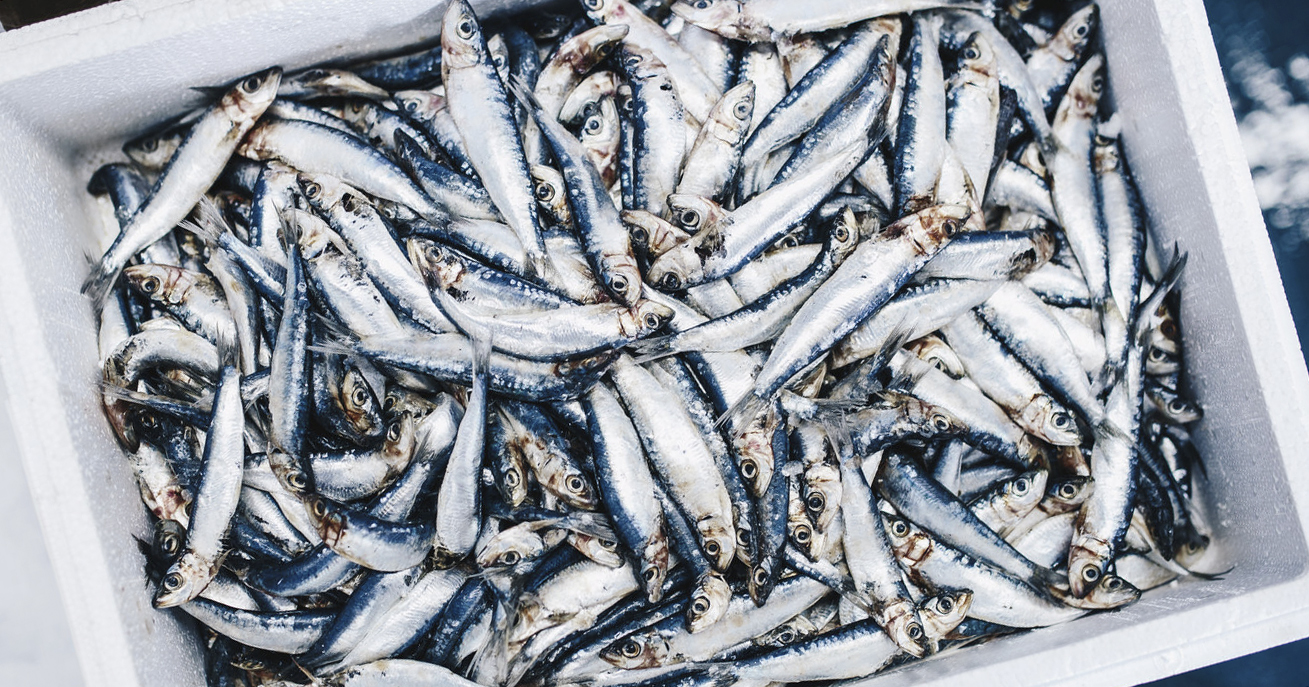 cassetta-pesce-azzurro-in-polistirolo