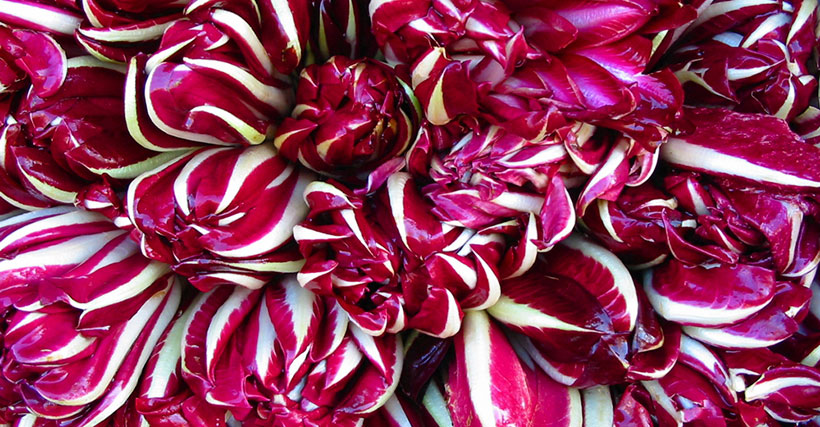 come-conservare-confezionare-il-radicchio-di-treviso