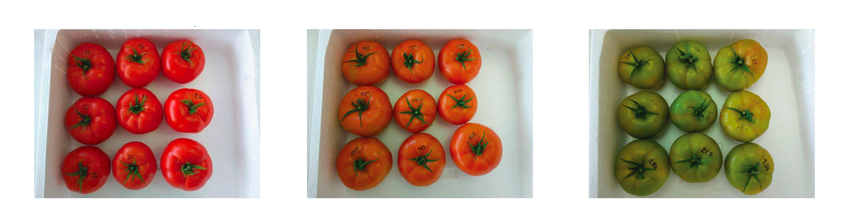 conservare-pomodori-in-cassette-di-polistirolo-o-cartone-1